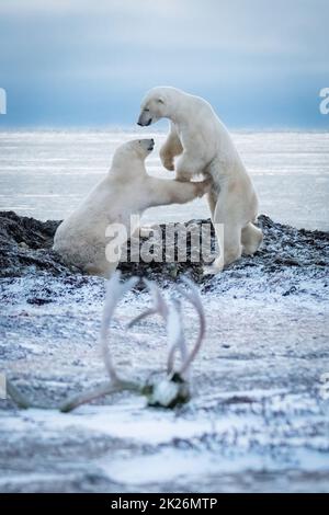 Deux ours polaires jouent au combat des bois Banque D'Images