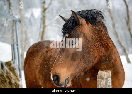 cheval en hiver Banque D'Images