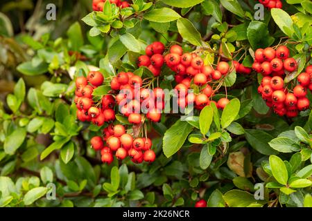 Vive Pyracantha coccinea 'Red Column', baies en gros plan montrant les couleurs automnales Banque D'Images