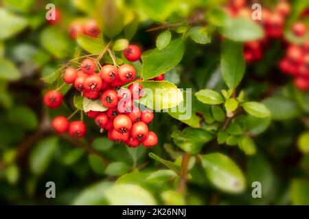 Vive Pyracantha coccinea 'Red Column', baies en gros plan montrant les couleurs automnales Banque D'Images