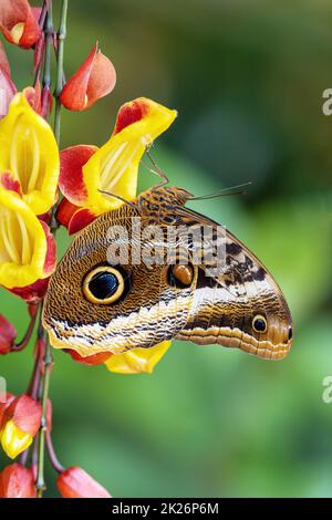 Hibou papillon (Caligo memnon) sur fleur jaune. Banque D'Images