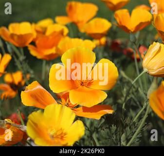 Backgroung d'été.Fleurs d'eschscholzia californica ou coquelicot californien doré, coupe d'or, plante florale de la famille des papaveraceae Banque D'Images