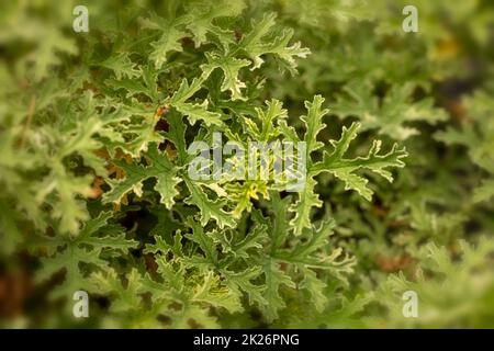 Feuilles de Pelargonium «Lady Plymouth» à texture naturelle et à motifs Banque D'Images