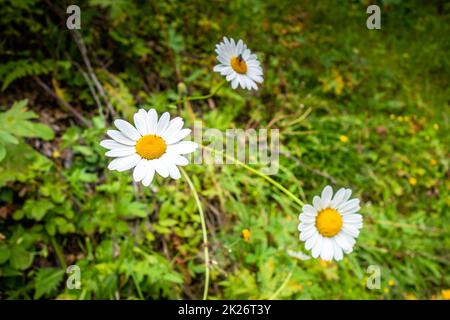 photo en gros plan d'une marguerite dans un champ Banque D'Images