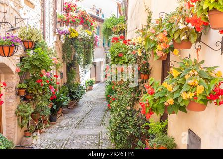 Fleurs dans l'ancienne rue située dans le village de Spello.Région de l'Ombrie, Italie. Banque D'Images