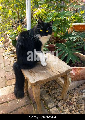 Chat noir avec les yeux jaunes est assis sur une chaise dans le jardin Banque D'Images