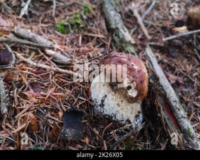 incroyable petit boletus savoureux dans le fond de la forêt avec des aiguilles Banque D'Images