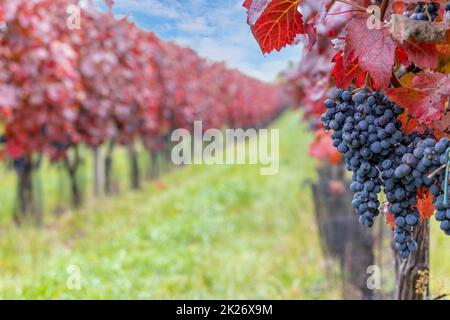 Raisins bleus Alibernet en automne vignoble, Moravie du Sud, République Tchèque Banque D'Images