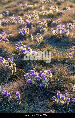 Pasque Flower, Parc National Podyji, Moravie Du Sud, République Tchèque Banque D'Images