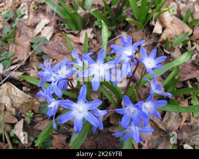 Forbes gloire-de-la-neige avec des fleurs bleues, Scilla forbesii Banque D'Images