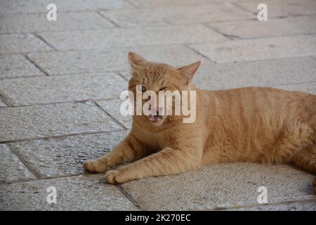 Le chat roulant rouge est couché sur la chaussée.Animaux mignons.La faune de la ville. Banque D'Images