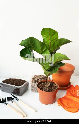 Accessoires pour la transplantation d'un pot de fleurs-ficus lyrata. Plante maison en pot ficus lyrata. Jardinage à la maison. Les plantes qui sont des purificateurs d'air. Banque D'Images