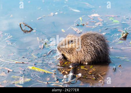 Nutria, coypu herbivore, membre sémiaquatique de la famille des Myocastoridae sur le lit de la rivière, animaux bébés, milieux humides habintants, rat de rivière Banque D'Images