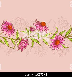 echinacea purpurea Banque D'Images