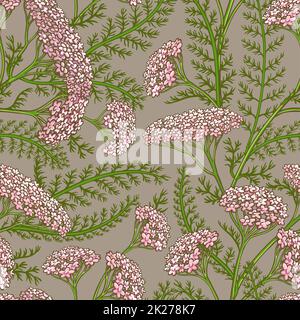 motif vectoriel yarrow Banque D'Images