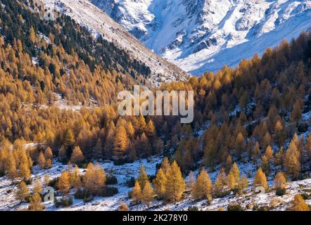 Arbres colorés en automne dans un paysage alpin près de Livigno Banque D'Images