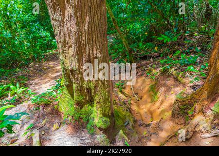 Sentier de randonnée dans la forêt tropicale naturelle Ilha Grande Brésil. Banque D'Images