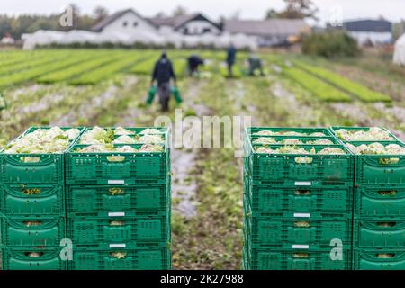 Têtes de Letuce dans des paniers en bois après la récolte manuelle sur une ferme de Letuce biologique.Concept d'agriculture et d'agriculture écologique. Banque D'Images