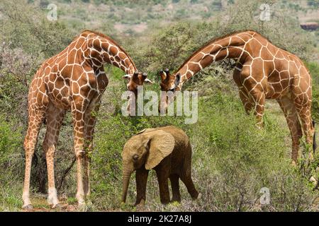 Girafes dans le parc national de Tsavo-est et de Tsavo-Ouest au Kenya Banque D'Images