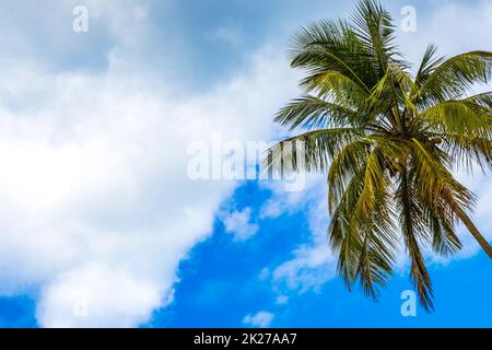 Palmier avec fond bleu ciel tropical Ilha Grande Brésil. Banque D'Images