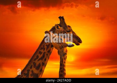 Girafes et coucher de soleil à Tsavo East et au parc national de Tsavo West au Kenya Banque D'Images