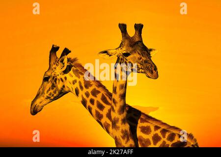 Girafes et coucher de soleil à Tsavo East et au parc national de Tsavo West au Kenya Banque D'Images