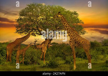 Girafes et coucher de soleil à Tsavo East et au parc national de Tsavo West au Kenya Banque D'Images