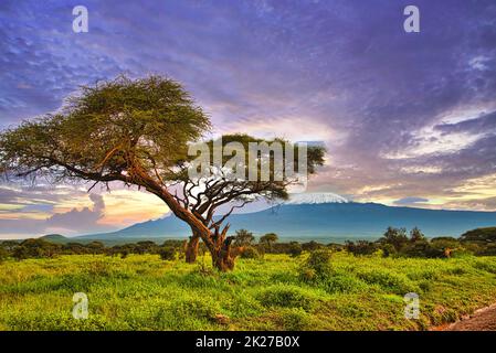 Photos du Kilimanjaro enneigé au Kenya Banque D'Images