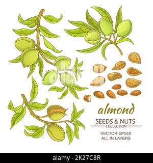 ensemble de vecteurs amande Banque D'Images