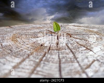 Croissance des feuilles à la place de l'arbre scié. Problèmes écologiques. Déforestation Banque D'Images