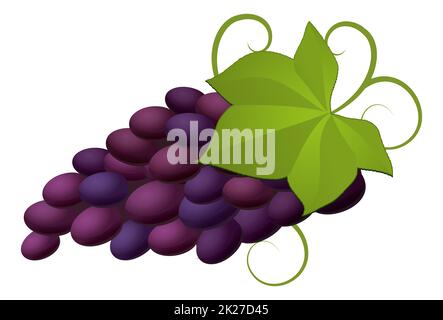 Bouquet de raisins réalistes et sombres sur fond blanc - Vector Banque D'Images