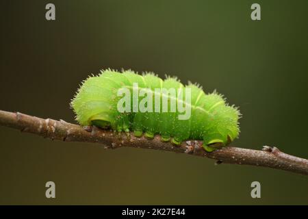 Green Luna Moth Caterpillar sur Apple Tree Banque D'Images