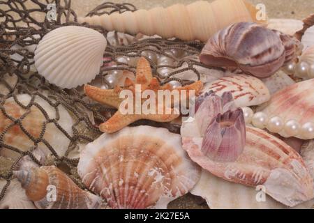 Coquillages de mer sur le sable avec filet de pêche, DOF peu profond Banque D'Images