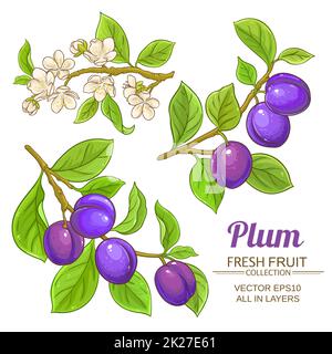 ensemble de branches de prune Banque D'Images