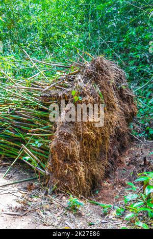 Renversé des bambous déracinés forêt de jungle Ilha Grande Brésil. Banque D'Images