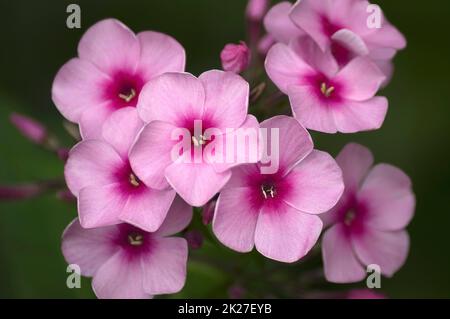 Gros plan sur les fleurs de phlox du jardin Banque D'Images
