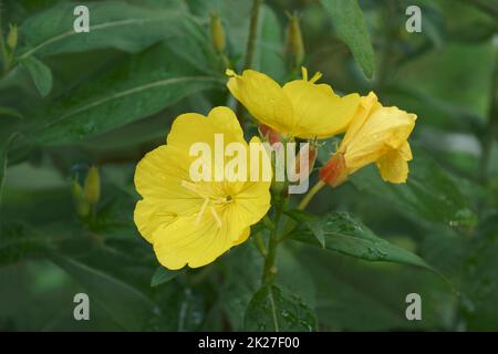 Image en gros plan des fleurs d'onagre du soir Banque D'Images