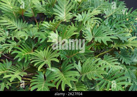 Image en gros plan des plantes de Winterbourn Banque D'Images