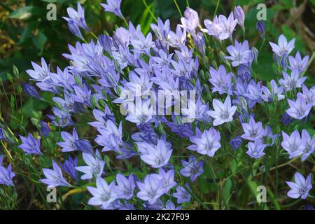 Image en gros plan des fleurs Ithuriels Spear Banque D'Images