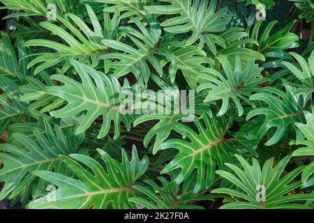 Image en gros plan des plantes de Winterbourn Banque D'Images