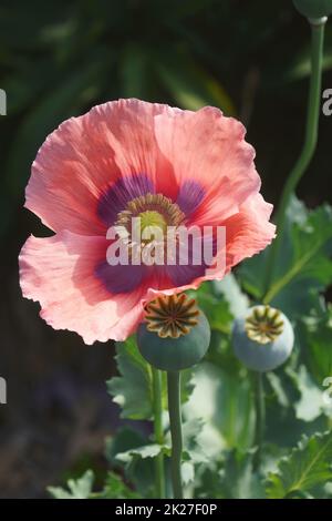 Gros plan de la fleur de pavot à opium Banque D'Images