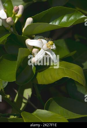 Image en gros plan des fleurs de citron American Wonder Banque D'Images