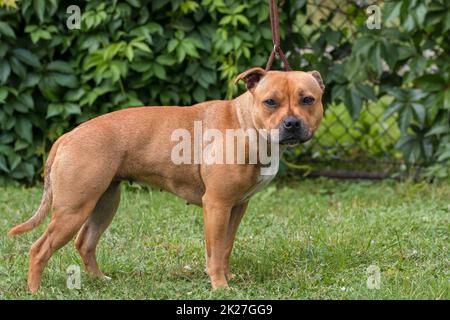 Chien de taureau anglais staffordshire, portrait d'animal de compagnie. Banque D'Images