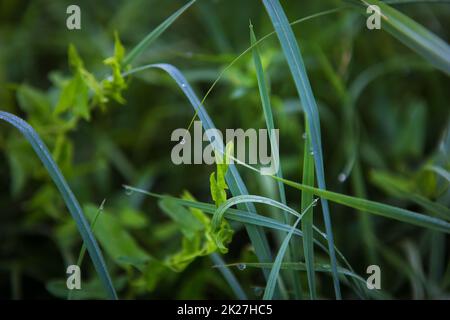 gros plan sur l'herbe verte tôt le matin avec des gouttes de rosée Banque D'Images