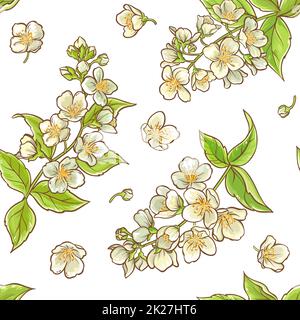 motif vectoriel de branche jasmine Banque D'Images