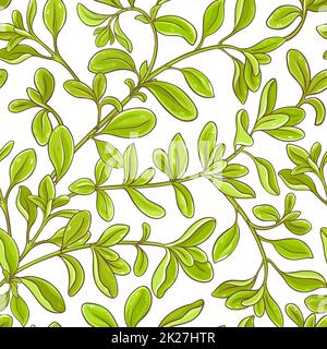 motif vectoriel de branche marjoram Banque D'Images