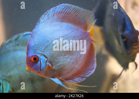 Un poisson de discus dans un aquarium. Les poissons de Discus proviennent de l'Amazonie. Banque D'Images