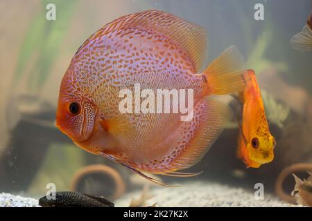 Un poisson de discus dans un aquarium. Les poissons de Discus proviennent de l'Amazonie. Banque D'Images