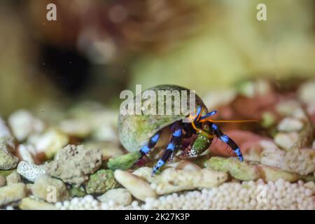 Un crabe ermite, crabe dans une coquille d'escargot dans l'aquarium marin. Banque D'Images