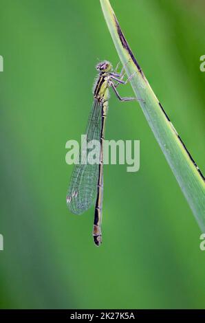 Une libellule se trouve sur une plante aquatique au bord de l'eau. Banque D'Images